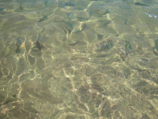 Praia João Fernandes-布基亚斯必去景点