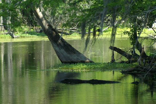 Blue Heron River Tours景点图片
