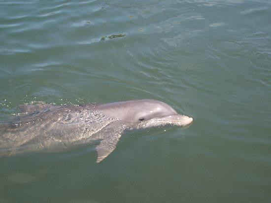 Dolphin Research Center-Grassy Key必去景点