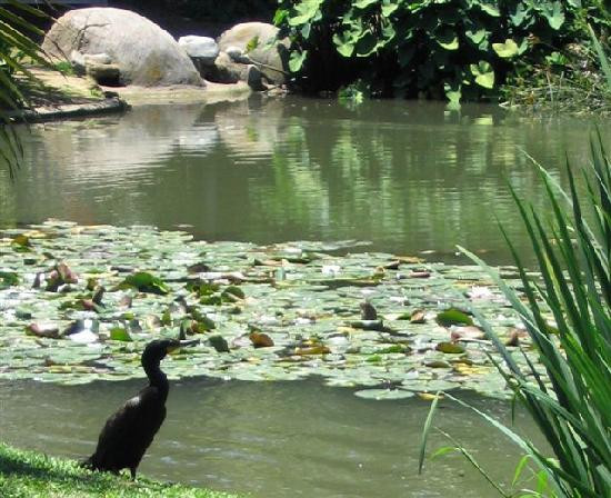 Arboretum And Botanical Garden At Cal State Fullerton-富乐顿必去景点
