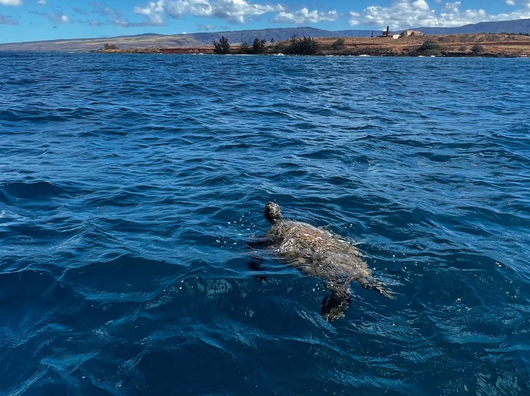Explore Kauai Scuba-科卡哈必去景点
