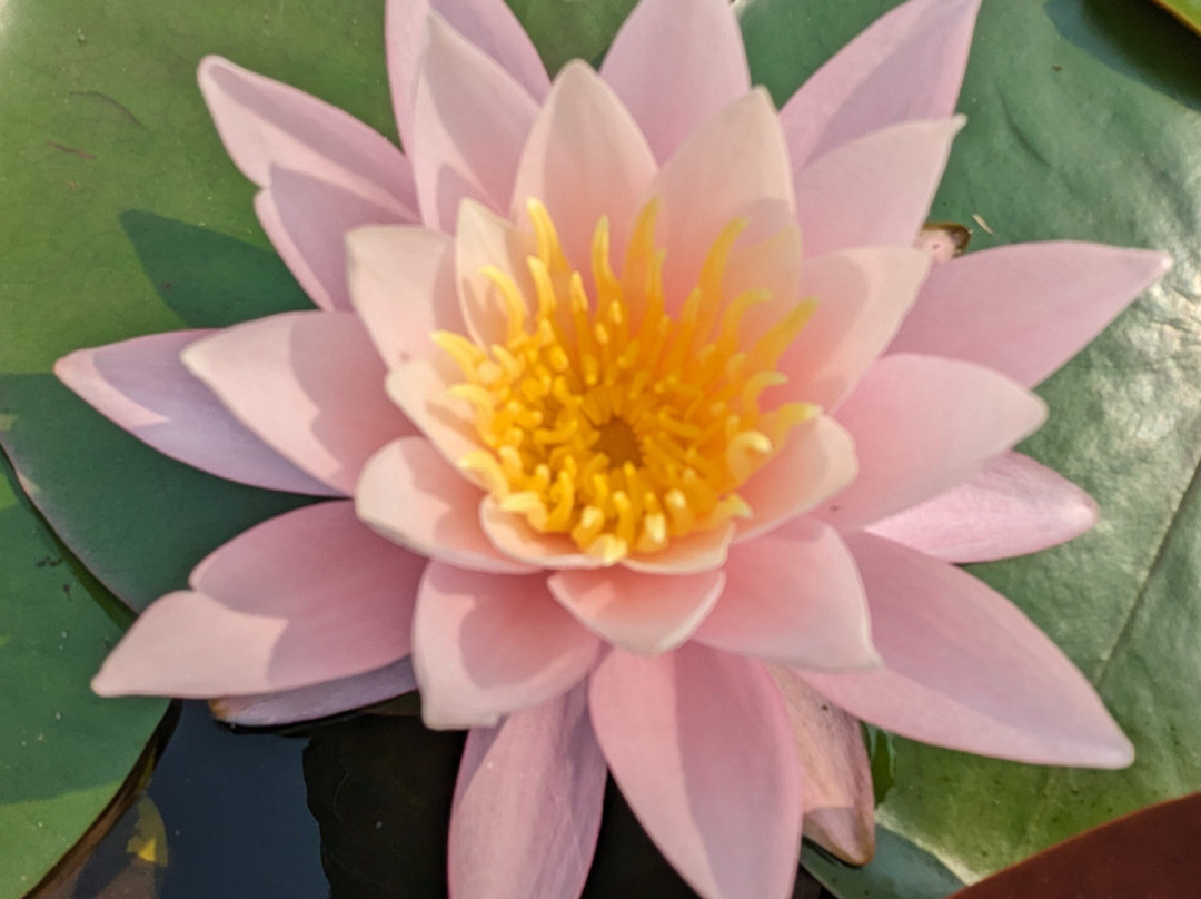 The Lake House主图