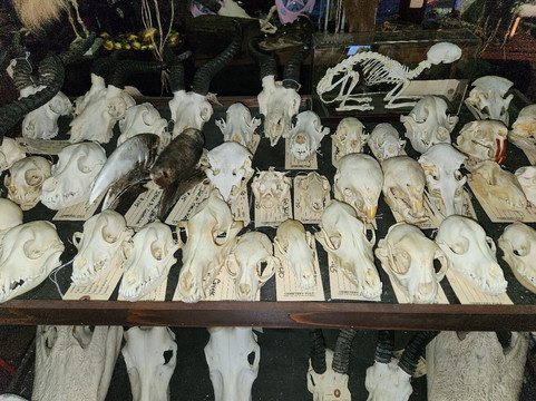 Cemetery Pulp-拉斯维加斯必去景点