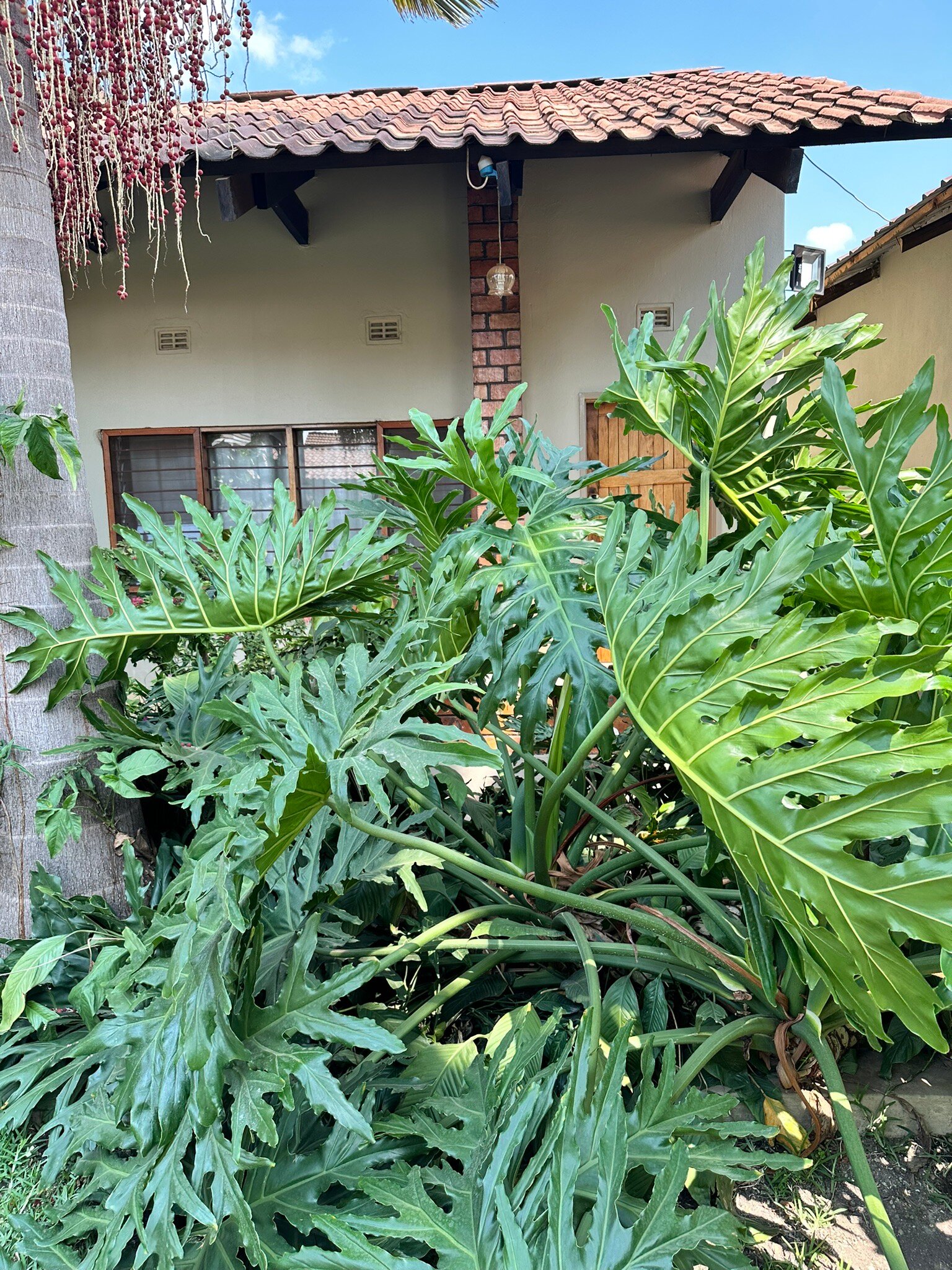 Sherbourne Guest House-官方