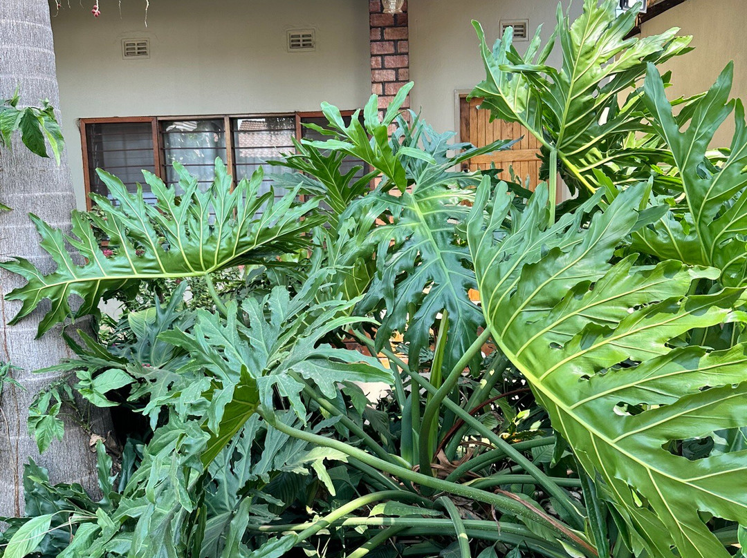 Sherbourne Guest House主图