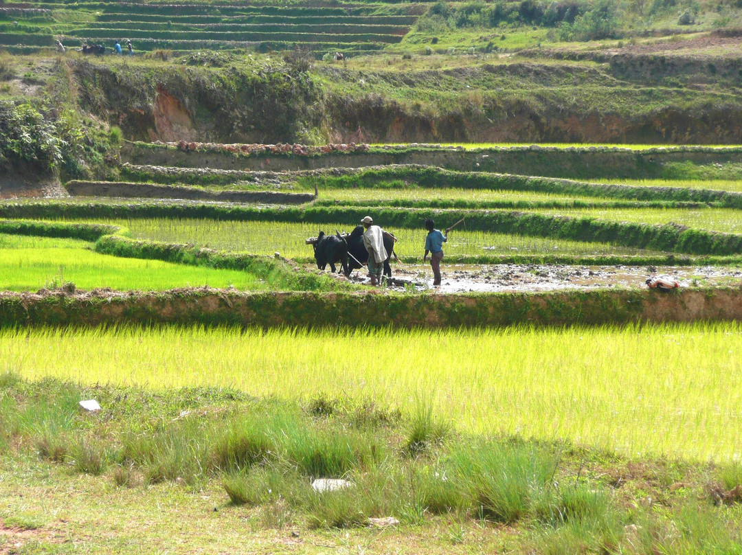 Les Rizières En Terrasses Du Parc National Ambalavao景点图片