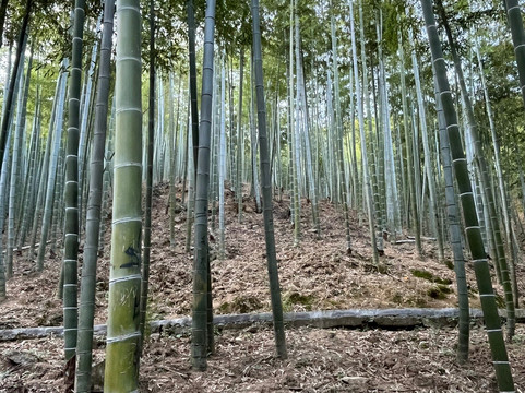 中国大竹海-安吉县必去景点