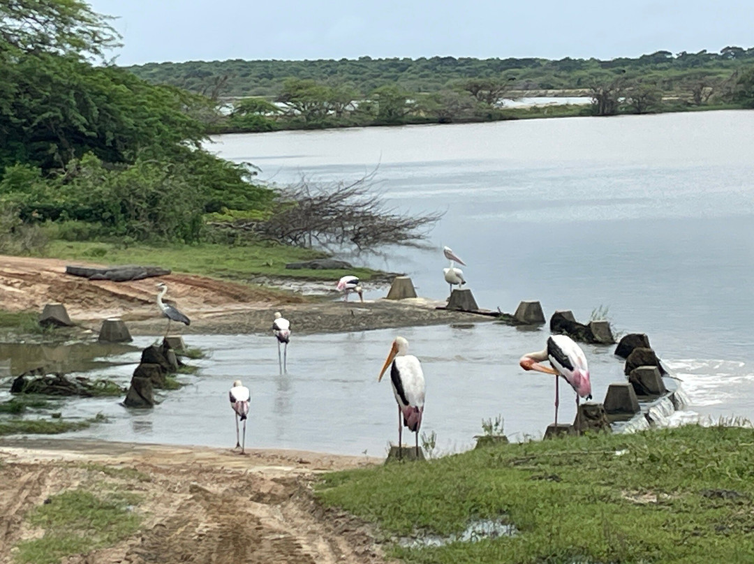 Bundala birds paradise景点图片