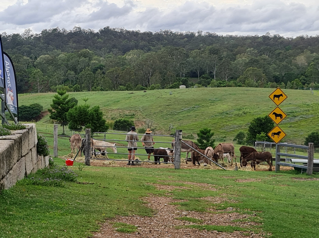 The Llama Farm景点图片