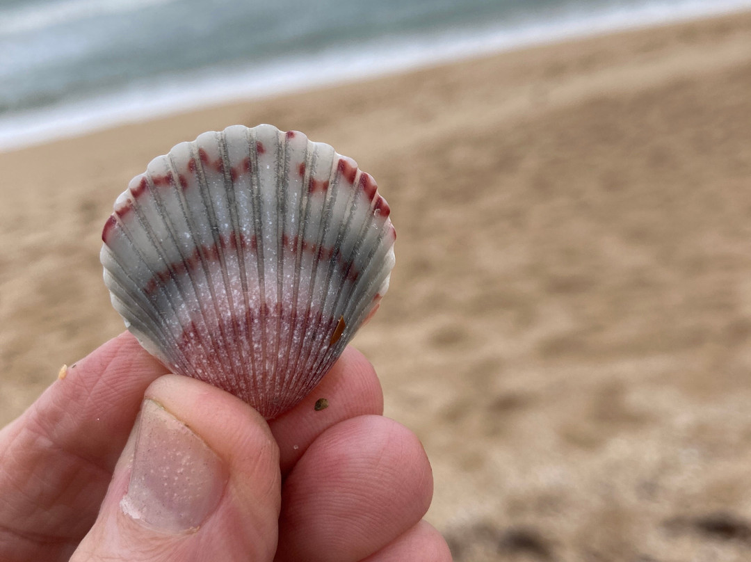 Apollo Beach景点图片