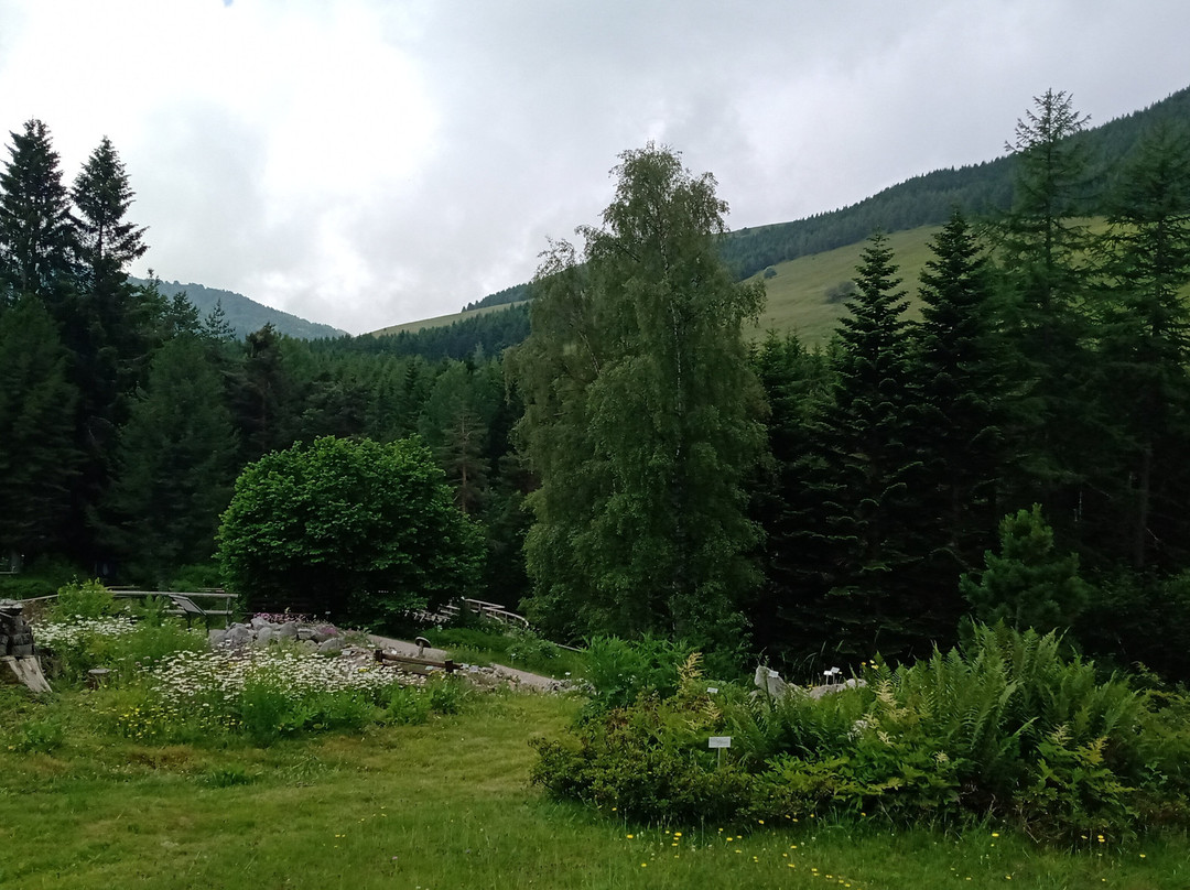 Giardino Botanico Alpino Viote di Monte Bondone景点图片