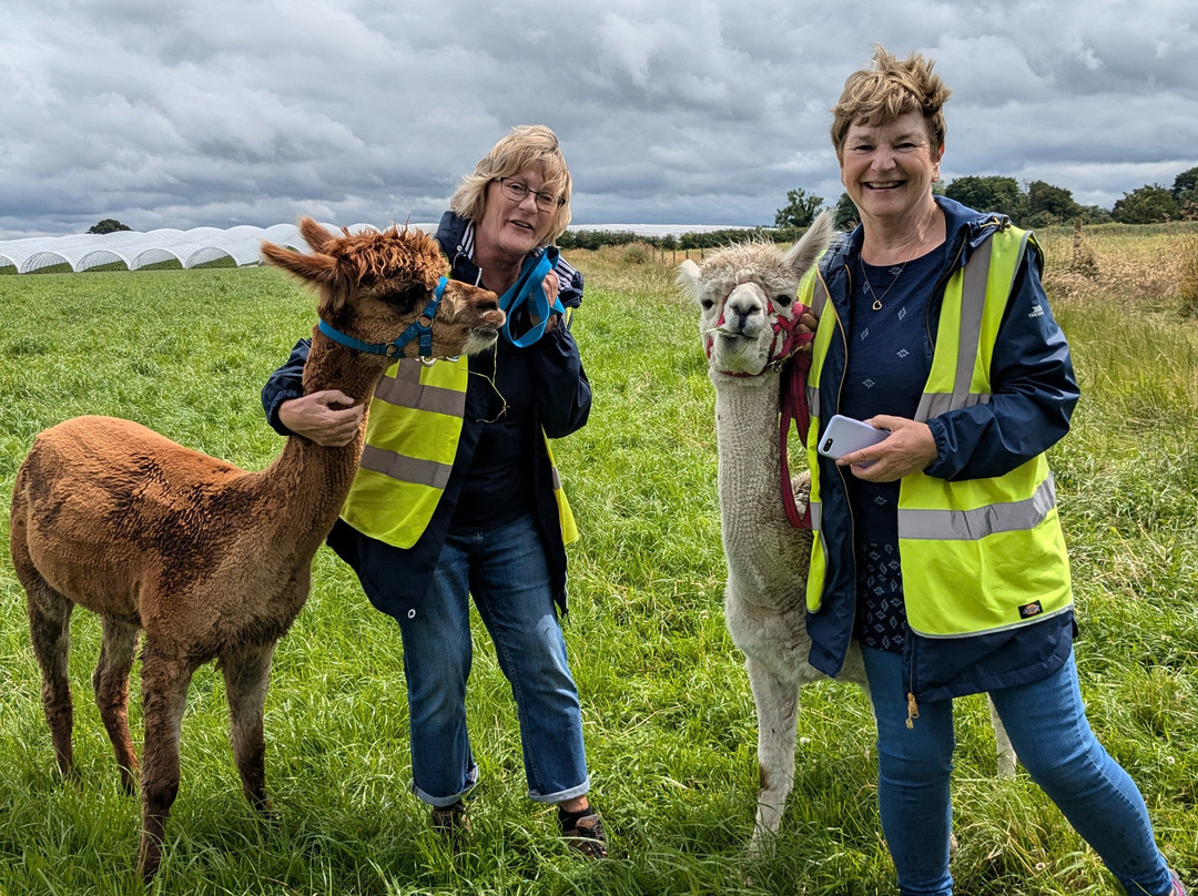 Knightley Alpaca Trekking景点图片