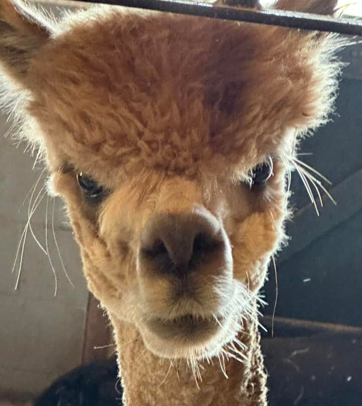 Eastland Alpacas-Mount Joy必去景点