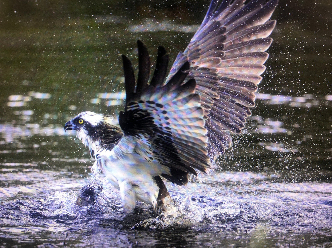 Trossachs Osprey Hide景点图片