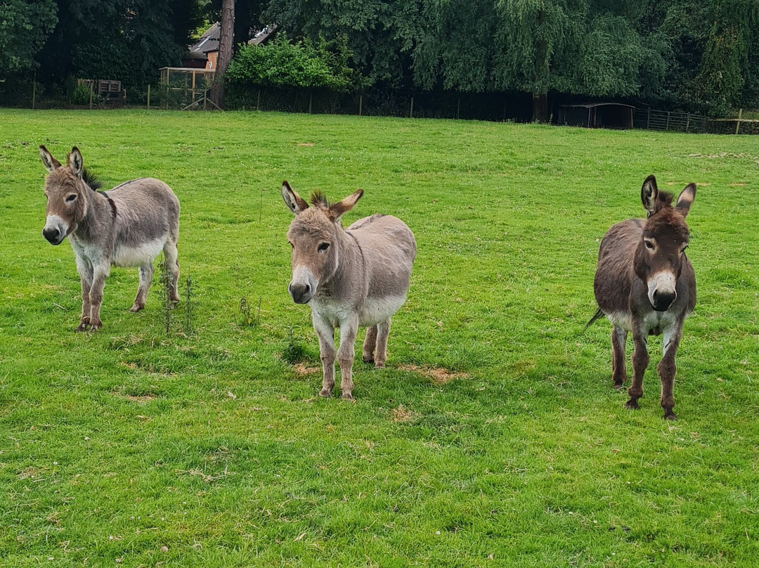 The Donkeys-Balsall Common必去景点