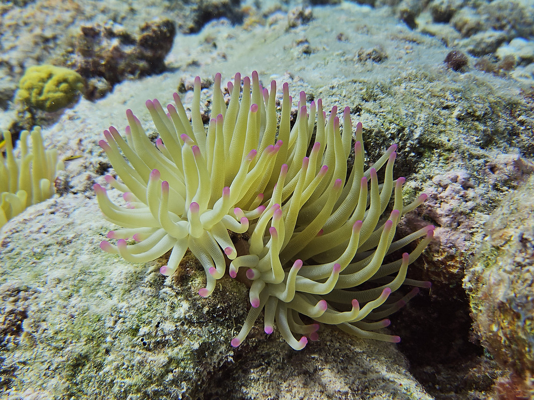 B Diving & Watersports-威廉斯塔德必去景点