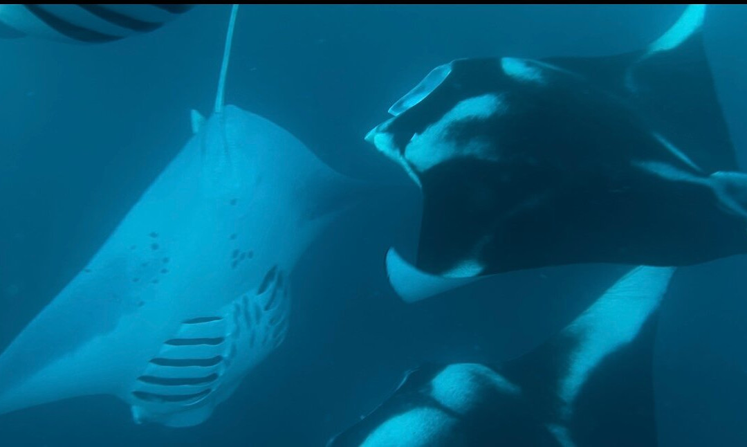 S&Y Tours and Travel-马累必去景点