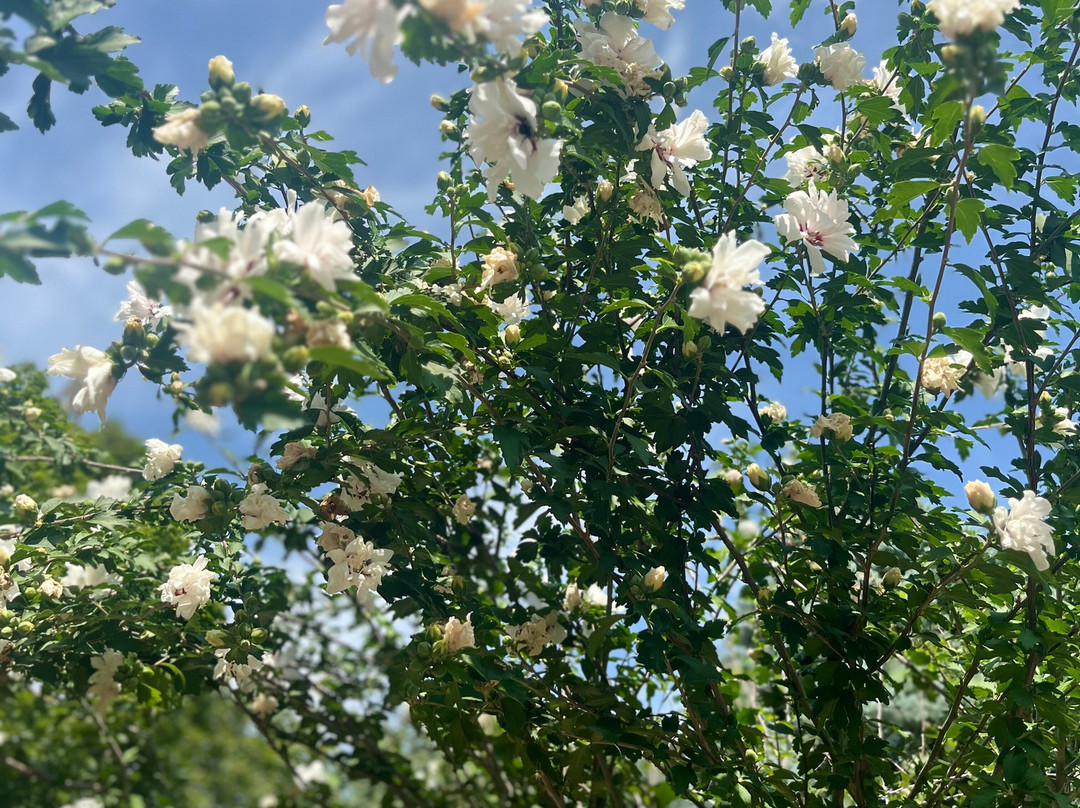 The Ewing and Muriel Kauffman Memorial Garden-堪萨斯城必去景点