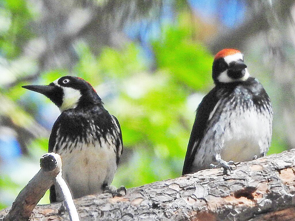 Lake Fulmor-Idyllwild必去景点