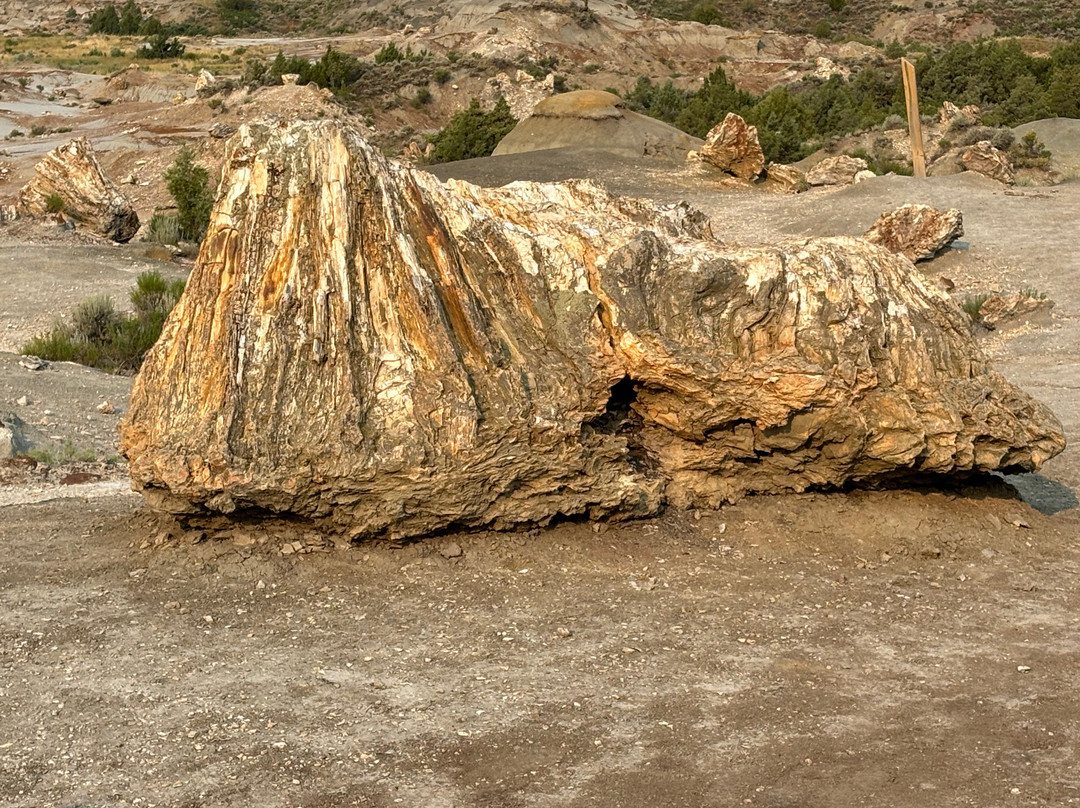 Petrified Forest Loop景点图片