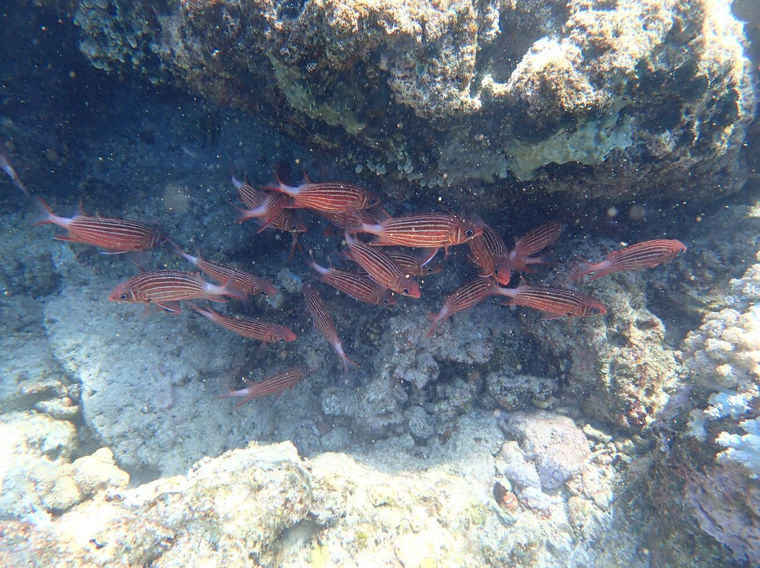 Reef Tour Mafia Island景点图片