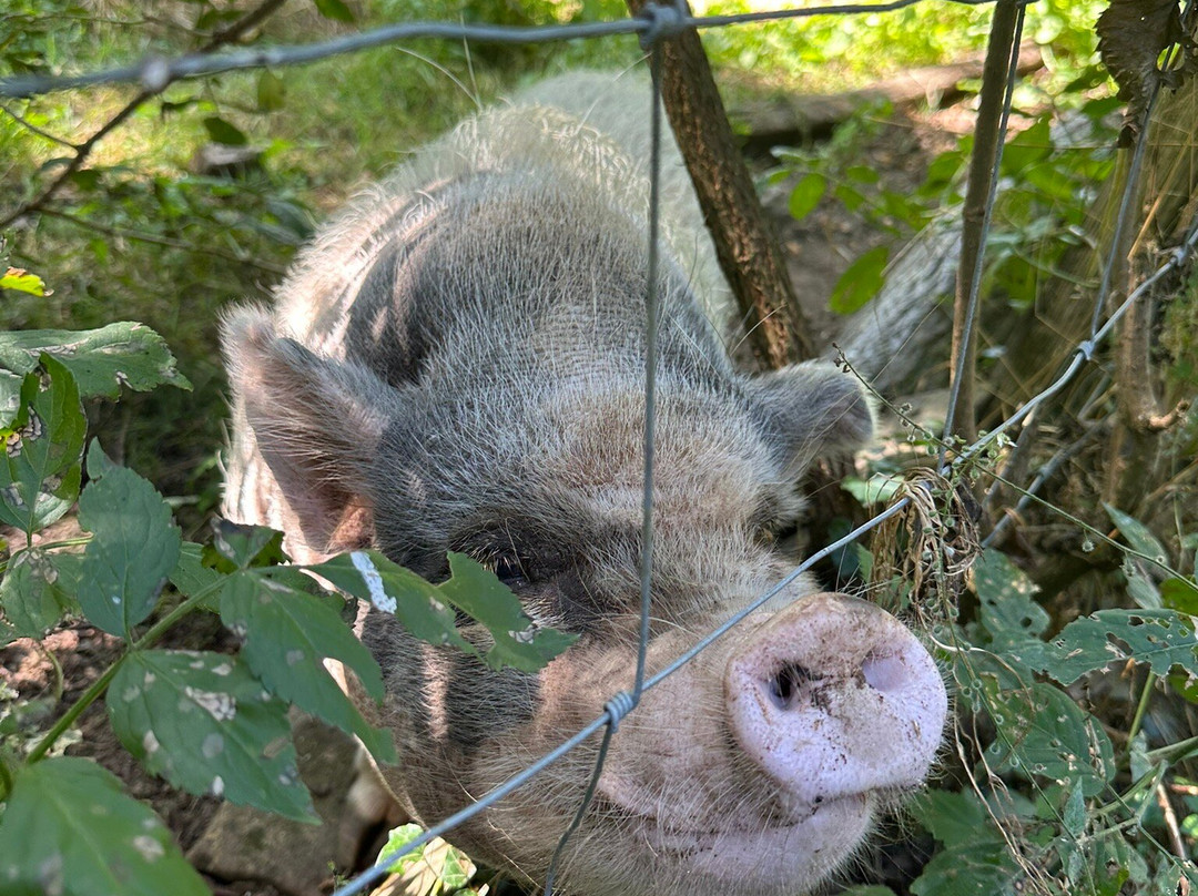 Camping Moulin De La Geneste主图