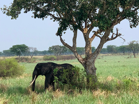 Safari Vacations-坎帕拉必去景点