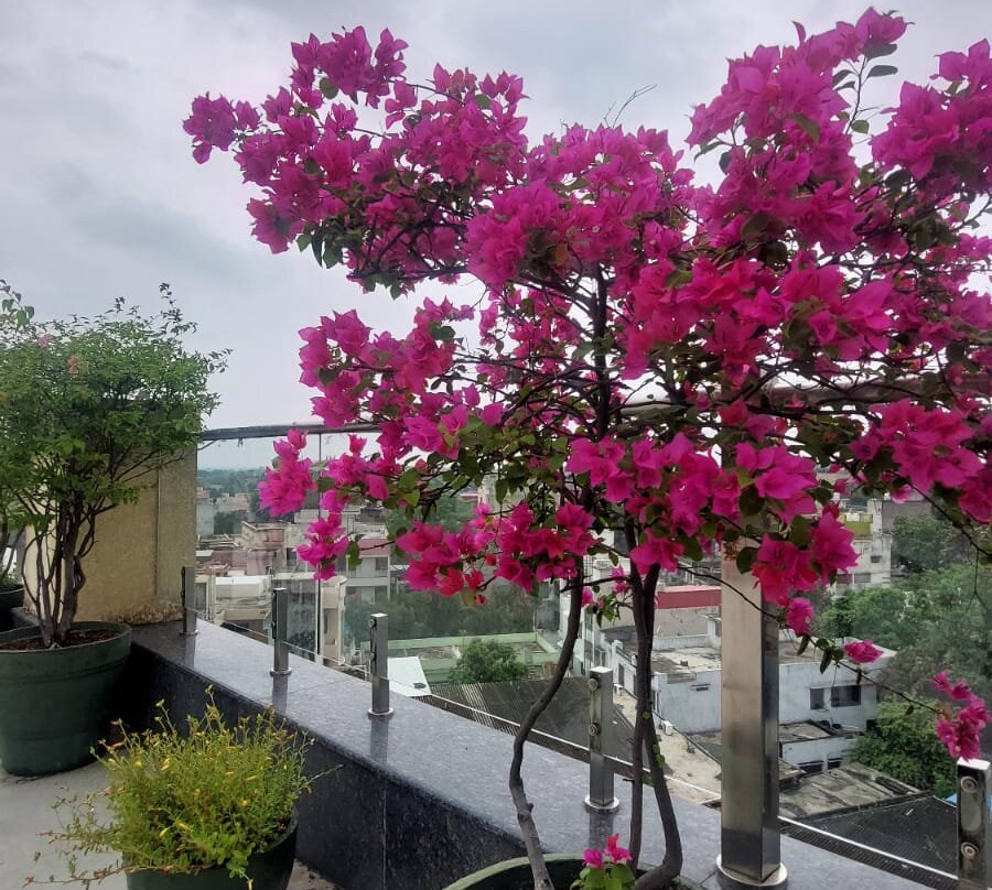 Nataraj Sarovar Portico主图