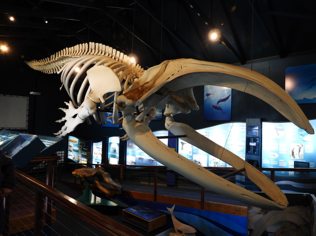 The Whale House Museum-赫曼努斯必去景点