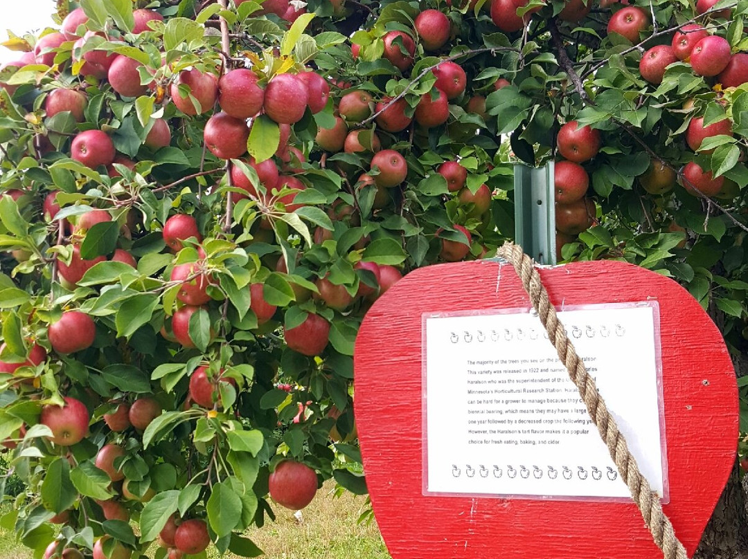 Pine Tree Apple Orchard-Dellwood必去景点