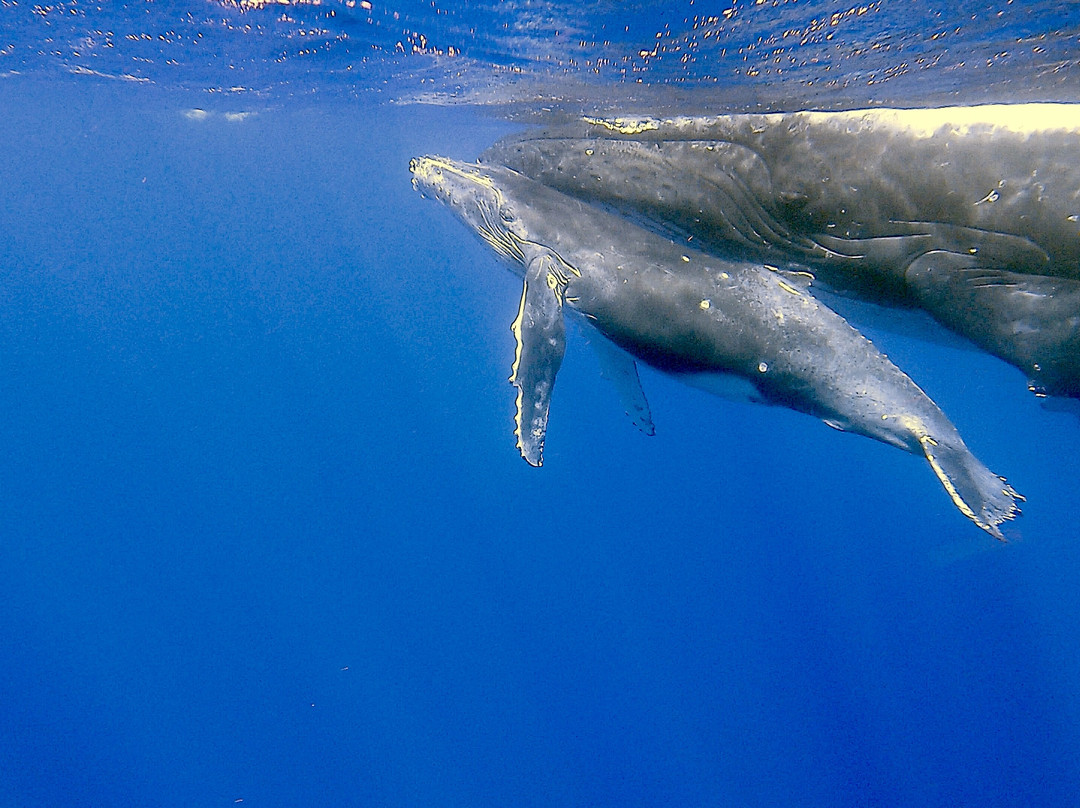 Kiko's Swim with Whales Tours-'Eua Island必去景点