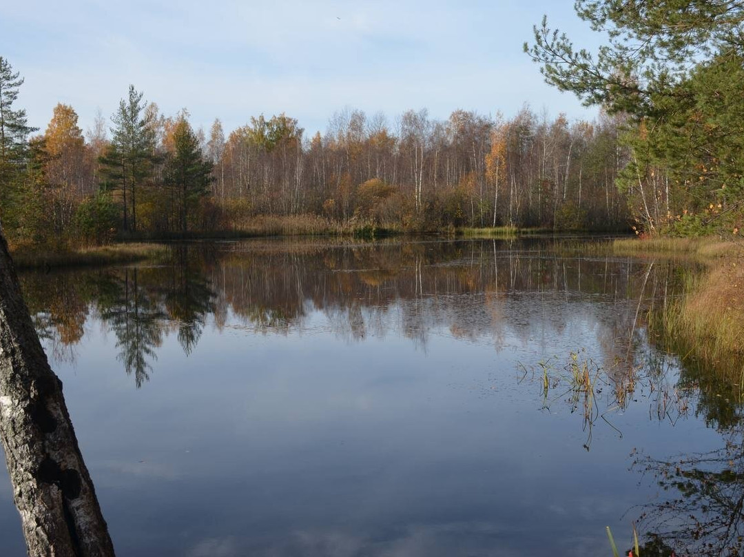 Eco Trail Sestroretskoye Swamp景点图片