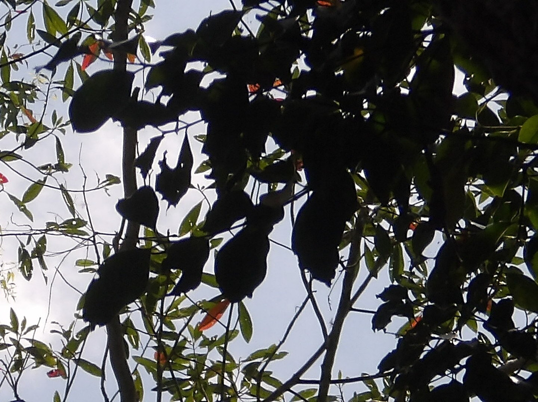 Yungaburra Platypus Viewing Platform-Yungaburra必去景点