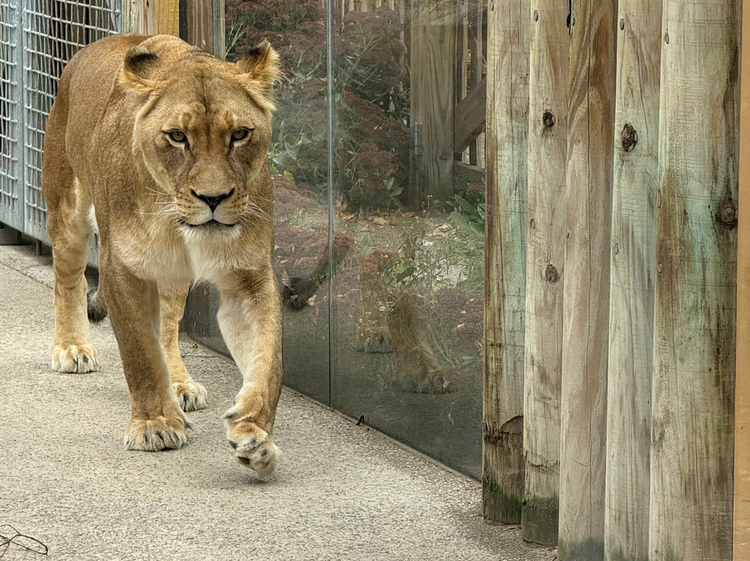 Erie Zoo-伊利必去景点