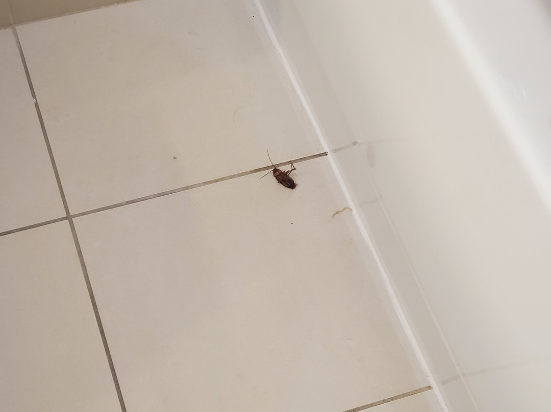 杰克逊维尔-梅波特/海滩快捷假日&套房酒店主图