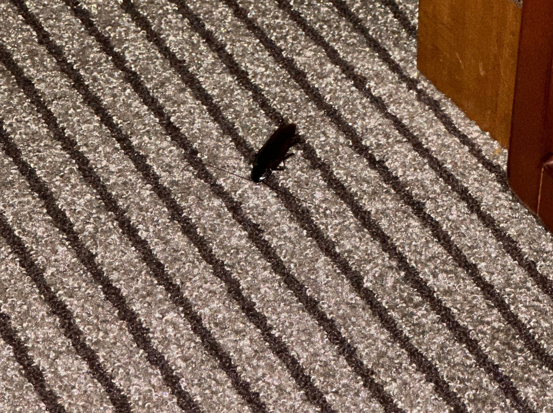 罗利达勒姆机场凯悦居所主图