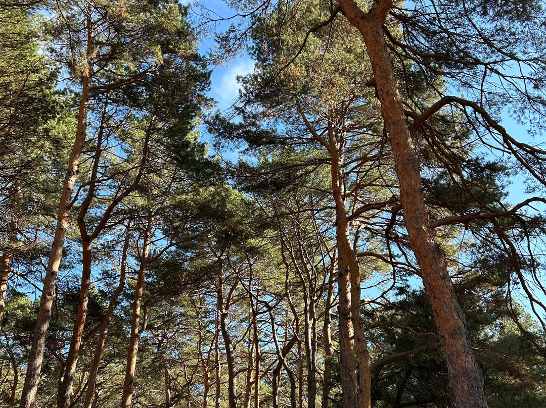 Kislovodsk National Park-Kislovodsk必去景点