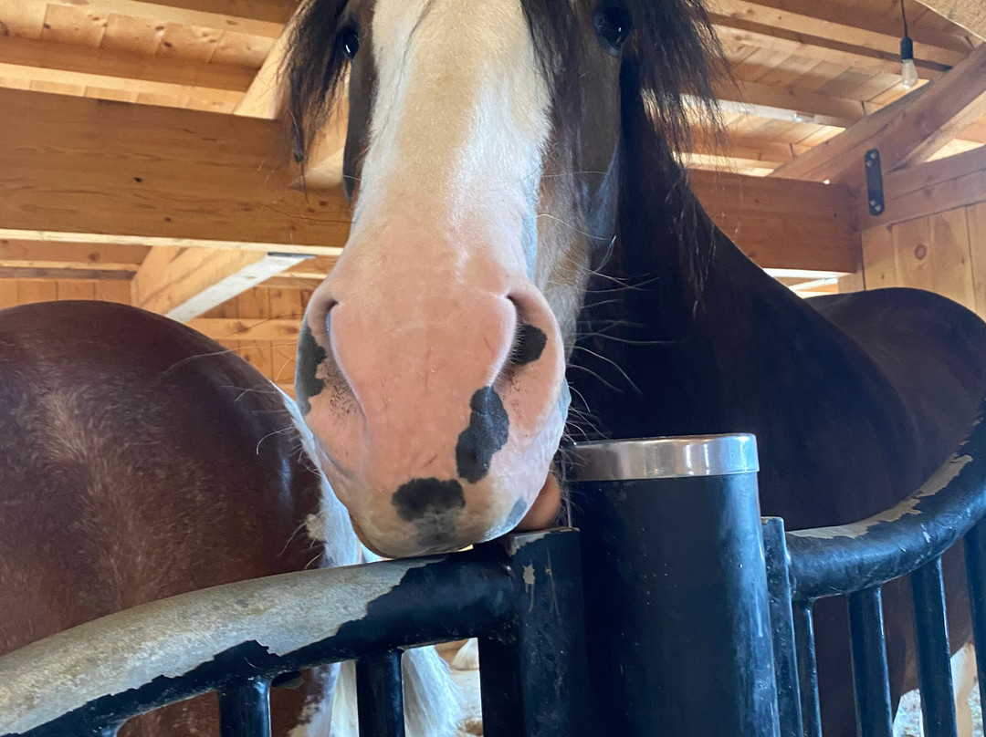 Clydesdale Outpost主图