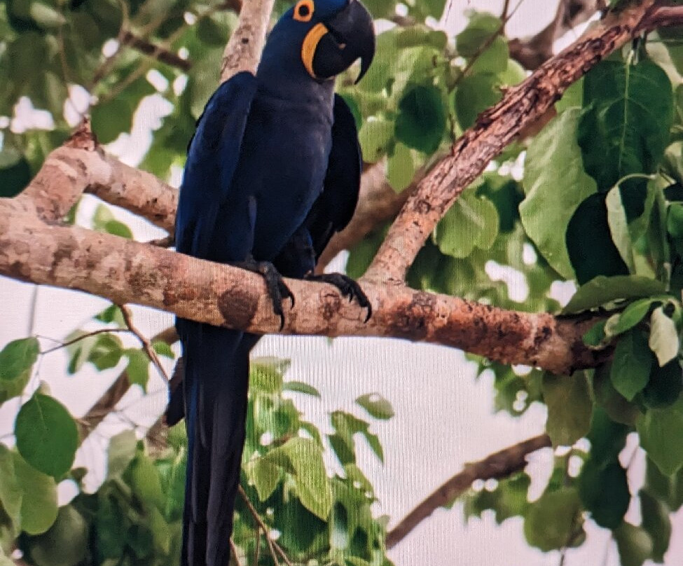 Hotel Ueso Pantanal主图