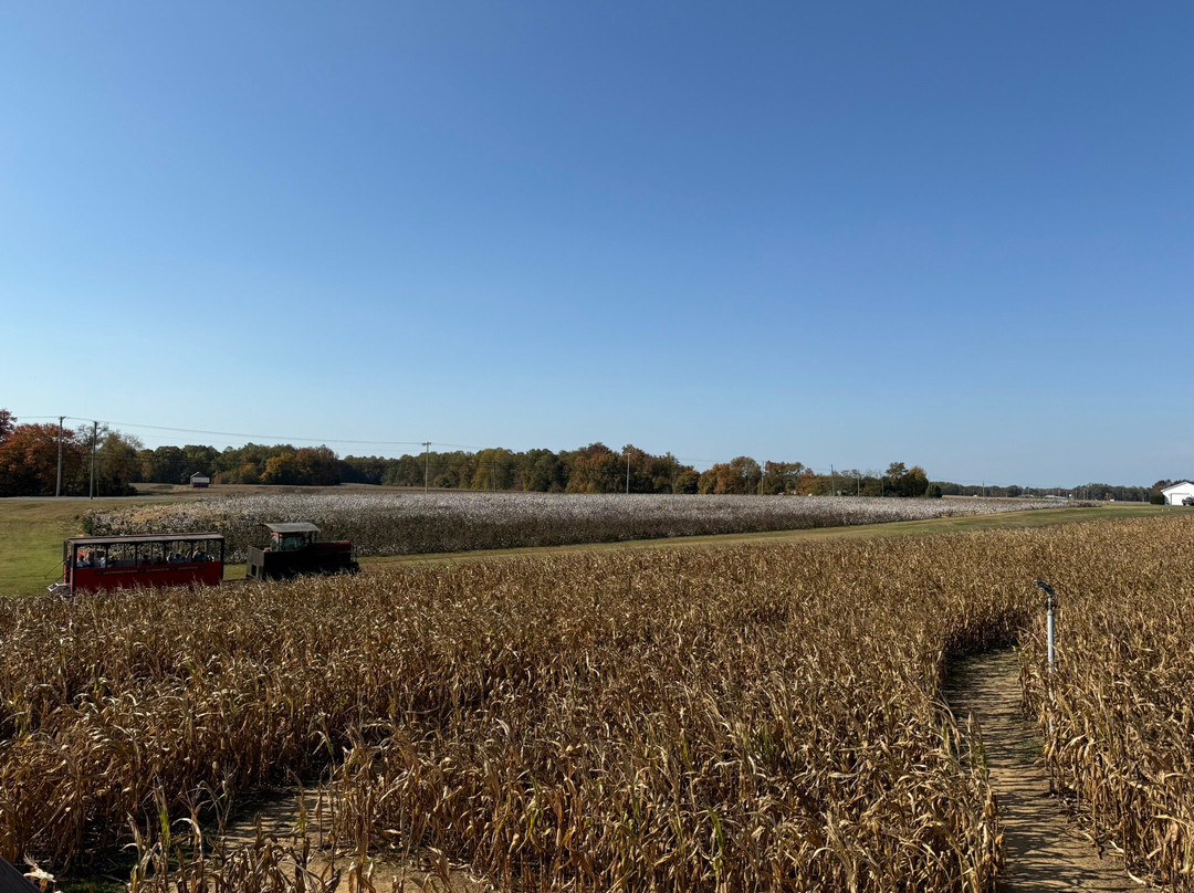 Bowles Farm Corn Maze-Clements必去景点