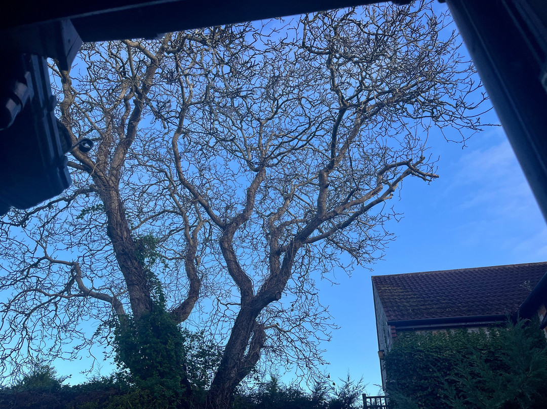 Oyo The Walnut Tree主图