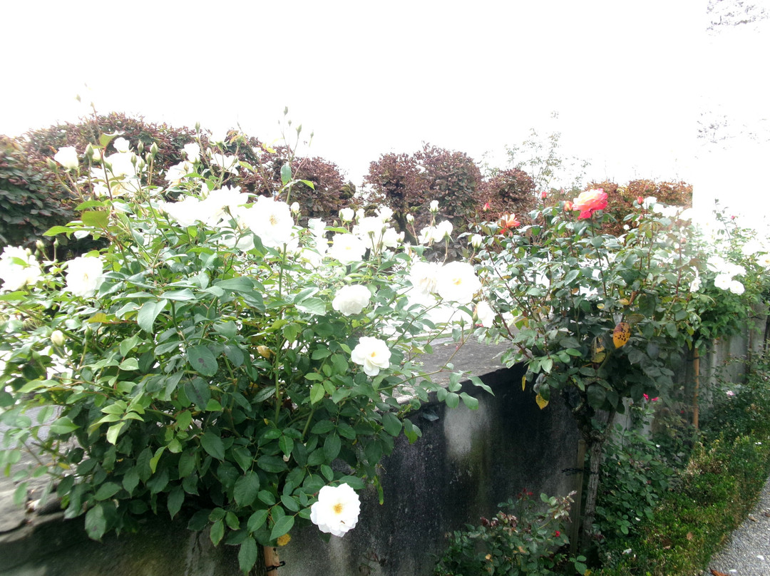 Rapperswil Rose Gardens景点图片
