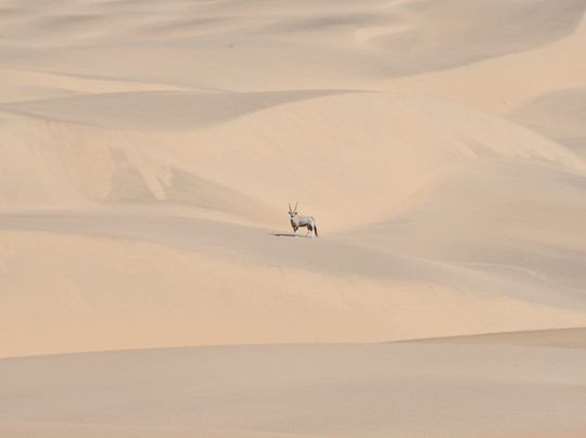 Wilderness Serra Cafema主图