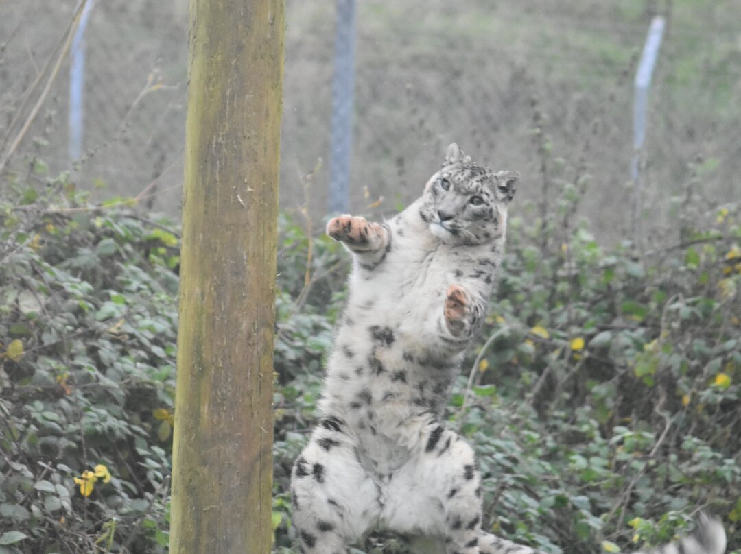 South Lakes Safari Zoo景点图片