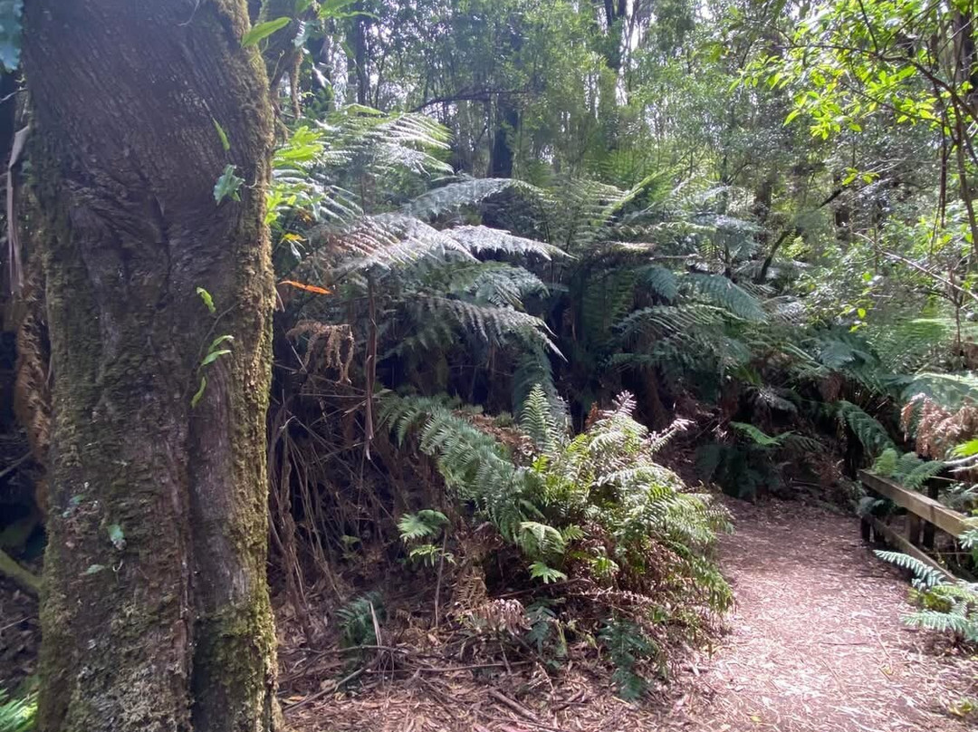 Great Otway National Park景点图片