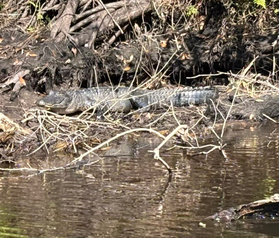 Seminole Wind Airboat tour-阿卡迪亚必去景点