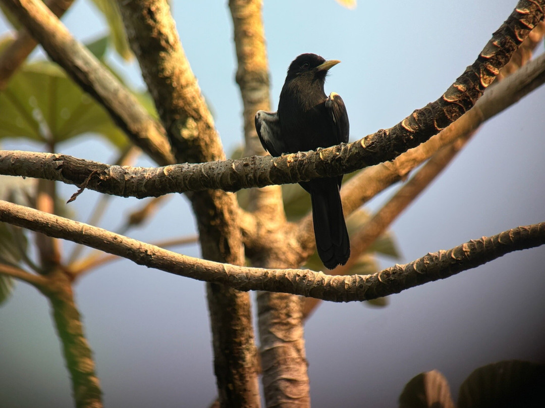 Birds of Peru Tours-马尔多纳多港必去景点