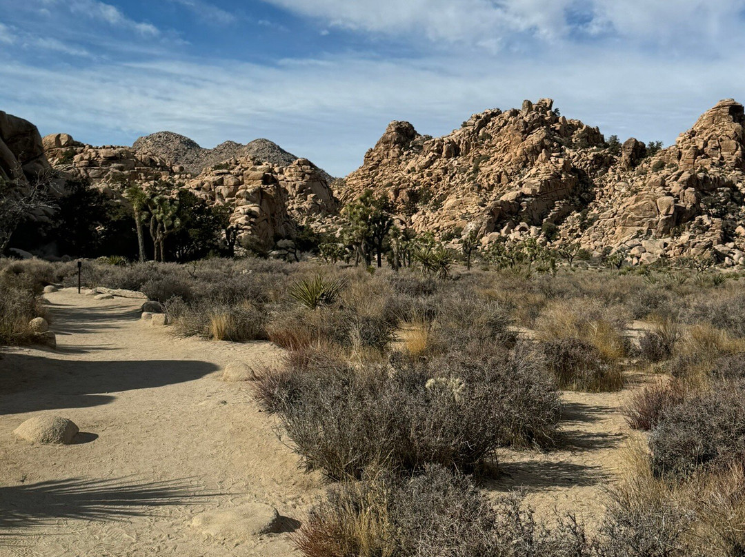 Cap Rock Trail-约书亚树国家公园必去景点