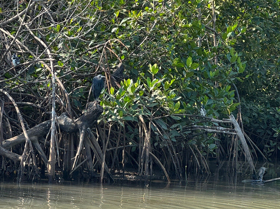 Kotu Bridge (Bird watching)景点图片