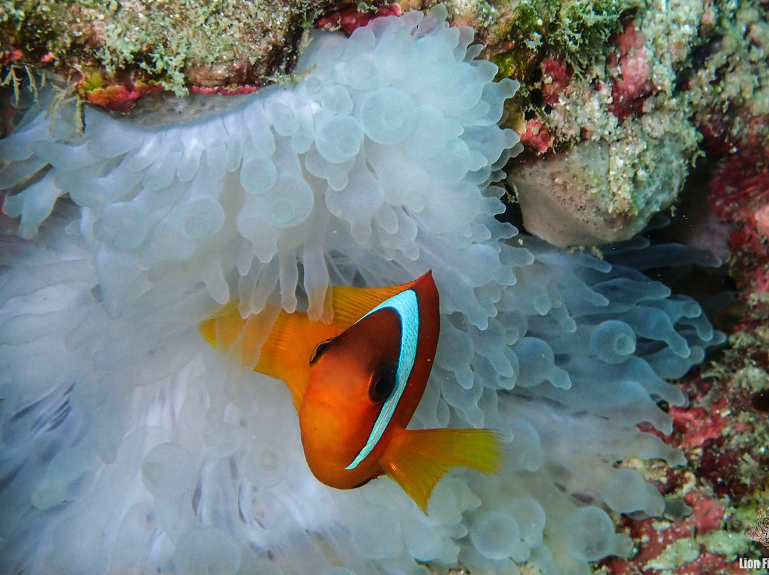 Forra Diving - Day Tour景点图片